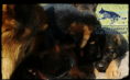 /album/fotogaleria/cachorro4-png/